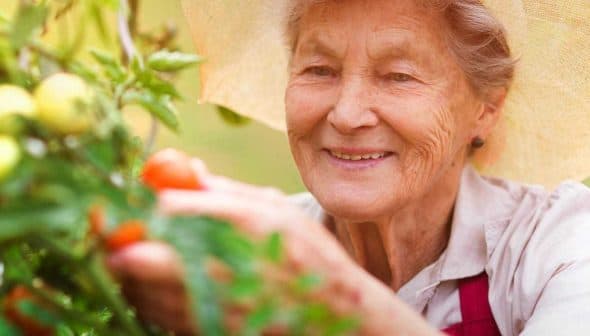 Elderly woman wearing a straw hat picking tomatoes from a plant in a garden. - Olive Oil Times