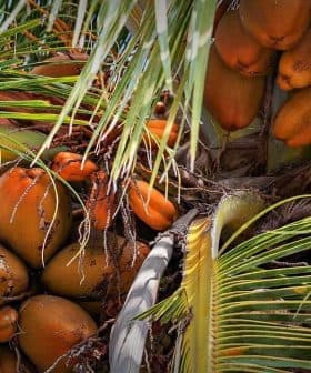 Cluster of coconuts hanging from a palm tree surrounded by green palm fronds. - Olive Oil Times