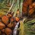 Cluster of coconuts hanging from a palm tree surrounded by green palm fronds. - Olive Oil Times