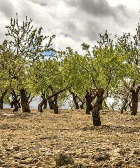 A grove of olive trees with green foliage and a rocky ground under a cloudy sky. - Olive Oil Times