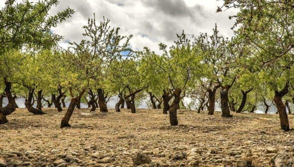 A grove of olive trees with green foliage and a rocky ground under a cloudy sky. - Olive Oil Times