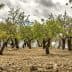 A grove of olive trees with green foliage and a rocky ground under a cloudy sky. - Olive Oil Times