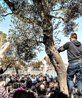 A person standing on an olive tree addressing a crowd during a demonstration. - Olive Oil Times