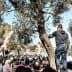 A person standing on an olive tree addressing a crowd during a demonstration. - Olive Oil Times