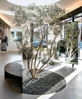 Interior view of a clothing store featuring an olive tree and clothing displays. - Olive Oil Times