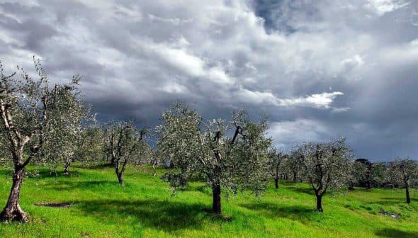 Olive trees with gray clouds in the sky over a green grassy field. - Olive Oil Times