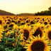 A vast field of sunflowers under a sunset sky with golden hues and green foliage. - Olive Oil Times
