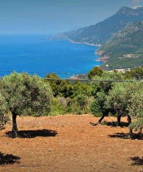 Olive trees on a hillside with a view of the sea and mountains in the background. - Olive Oil Times