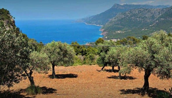 Olive trees on a hillside with a view of the sea and mountains in the background. - Olive Oil Times