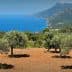 Olive trees on a hillside with a view of the sea and mountains in the background. - Olive Oil Times