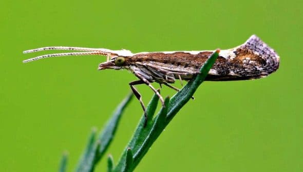 A close-up image of a moth perched on a green leaf with a blurred background. - Olive Oil Times