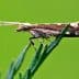 A close-up image of a moth perched on a green leaf with a blurred background. - Olive Oil Times