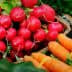 A collection of red radishes and orange carrots arranged on a surface with leafy greens. - Olive Oil Times