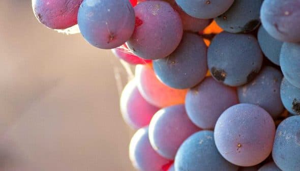 Close-up image of a cluster of grapes with varying shades of blue and purple. - Olive Oil Times