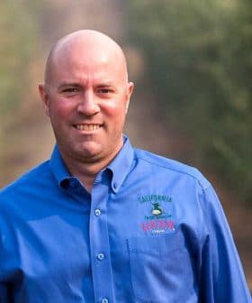 Man wearing a blue shirt standing in an olive grove with rows of olive trees. - Olive Oil Times