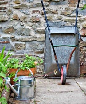 A metal wheelbarrow positioned on a stone pathway surrounded by various potted plants and a watering can. - Olive Oil Times