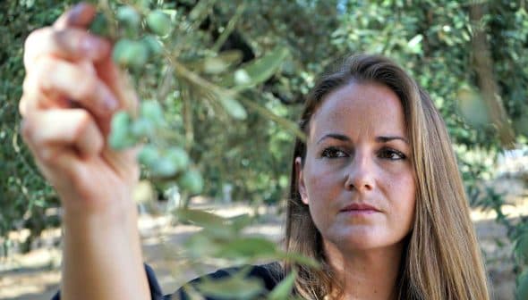 Woman inspecting an olive branch with green olives in a natural setting. - Olive Oil Times