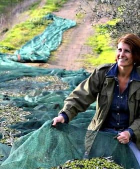 Woman gathering olives on a green tarp in an olive grove during harvest season. - Olive Oil Times