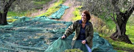 Woman gathering olives on a green tarp in an olive grove during harvest season. - Olive Oil Times