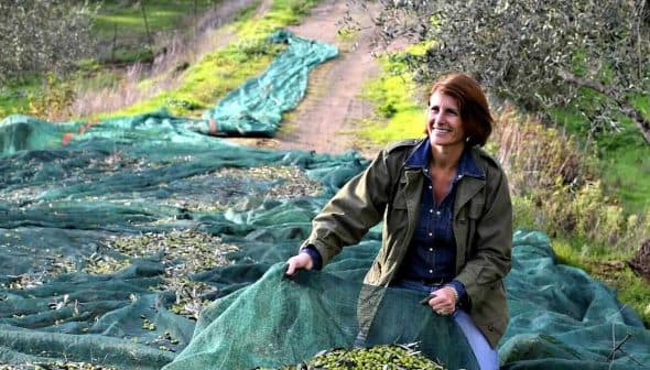 Woman gathering olives on a green tarp in an olive grove during harvest season. - Olive Oil Times