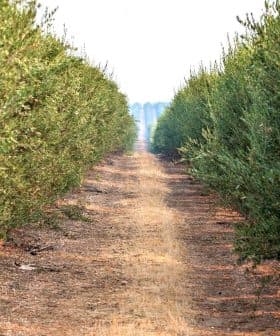 Pathway between rows of olive trees in an orchard, with dry ground in between. - Olive Oil Times