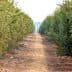 Pathway between rows of olive trees in an orchard, with dry ground in between. - Olive Oil Times