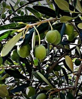 Close-up of an olive tree branch with green olives and leaves against a light background. - Olive Oil Times