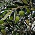 Close-up of an olive tree branch with green olives and leaves against a light background. - Olive Oil Times