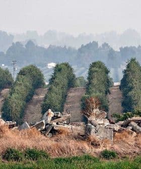 Row of olive trees with a rocky foreground and hazy background in a rural setting. - Olive Oil Times