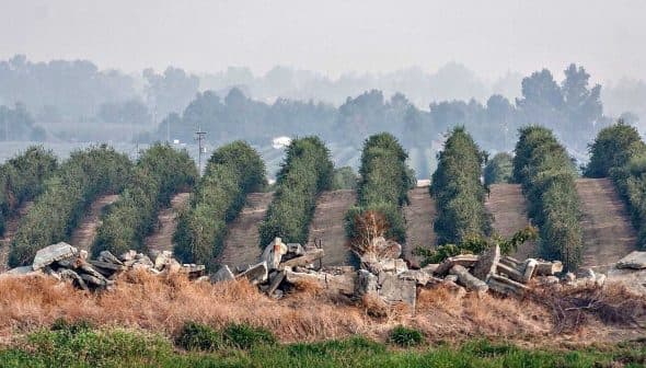Row of olive trees with a rocky foreground and hazy background in a rural setting. - Olive Oil Times