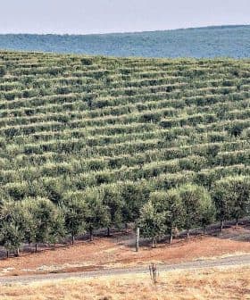 Rows of olive trees arranged in a hillside olive grove with a distant landscape. - Olive Oil Times