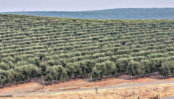 Rows of olive trees arranged in a hillside olive grove with a distant landscape. - Olive Oil Times