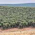 Rows of olive trees arranged in a hillside olive grove with a distant landscape. - Olive Oil Times