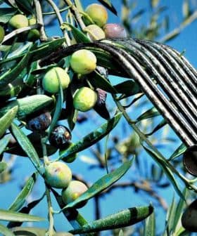 Hand holding an olive harvesting tool among green and purple olives on an olive tree branch. - Olive Oil Times