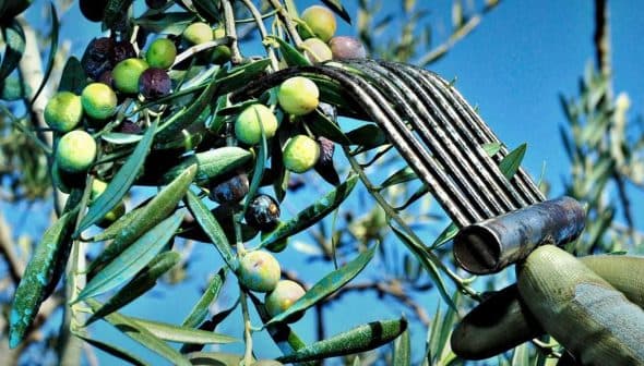 Hand holding an olive harvesting tool among green and purple olives on an olive tree branch. - Olive Oil Times