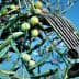 Hand holding an olive harvesting tool among green and purple olives on an olive tree branch. - Olive Oil Times