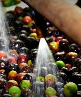 Water spraying over a mixture of black and green olives in an olive oil processing facility. - Olive Oil Times