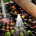 Water spraying over a mixture of black and green olives in an olive oil processing facility. - Olive Oil Times