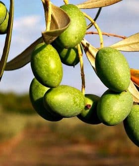 A cluster of green olives hanging from a branch with leaves in a natural setting. - Olive Oil Times