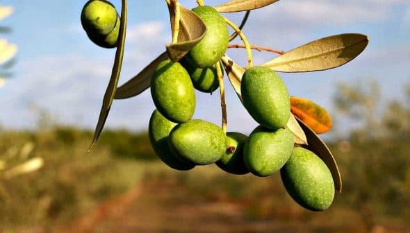 A cluster of green olives hanging from a branch with leaves in a natural setting. - Olive Oil Times