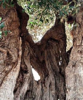A large, ancient olive tree with a thick, gnarled trunk and lush green leaves. - Olive Oil Times