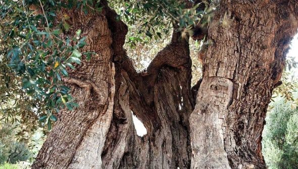 A large, ancient olive tree with a thick, gnarled trunk and lush green leaves. - Olive Oil Times