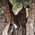 A large, ancient olive tree with a thick, gnarled trunk and lush green leaves. - Olive Oil Times