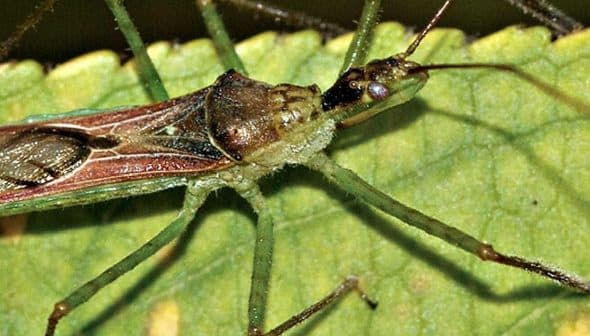 Close-up image of a Zelus renardii insect on a green leaf. - Olive Oil Times