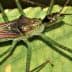 Close-up image of a Zelus renardii insect on a green leaf. - Olive Oil Times
