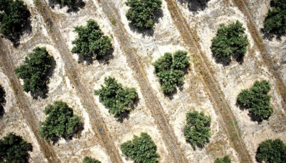Aerial view of an olive grove showing rows of olive trees arranged in circular patterns. - Olive Oil Times