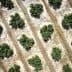 Aerial view of an olive grove showing rows of olive trees arranged in circular patterns. - Olive Oil Times