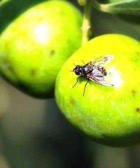 Close-up of green olives with a fly resting on one of the fruits. - Olive Oil Times