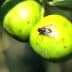 Close-up of green olives with a fly resting on one of the fruits. - Olive Oil Times