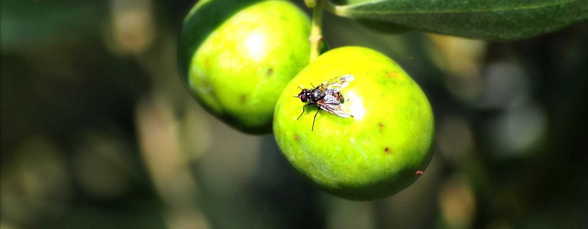 Close-up of green olives with a fly resting on one of the fruits. - Olive Oil Times
